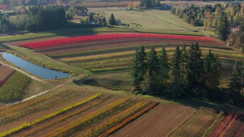 Rows of nursery crops display beautiful fall colors at farm in Oregon Stock Footage 235469277