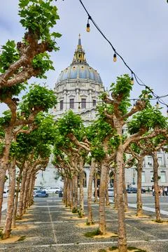 Rows of oak trees with strings of lights with looming city hall in background Stock Photos