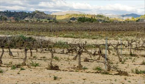 Rows of old vines which have shed their leaves Stock Photos