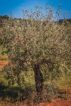 Rows of olive tree field in Croatia Stock Photos