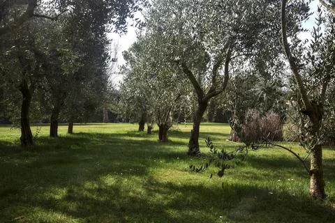 Rows of olive trees in a garden Stock Photos