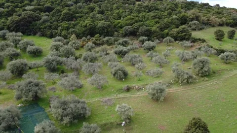 Rows of olive trees in a neat hilltop orchard near a wild green forest Stock Footage 343994112