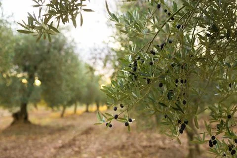 Rows of olive trees in an olive grove Stock Photos