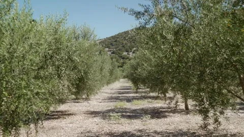 Rows of olive trees on an olive plantation. An olive grove in the mountains. Stock Footage 295310280