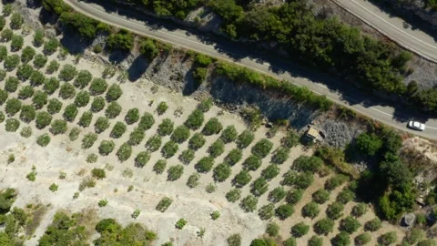 Rows of olive trees on an olive plantation. An olive grove in the mountains. Stock Footage 295310405