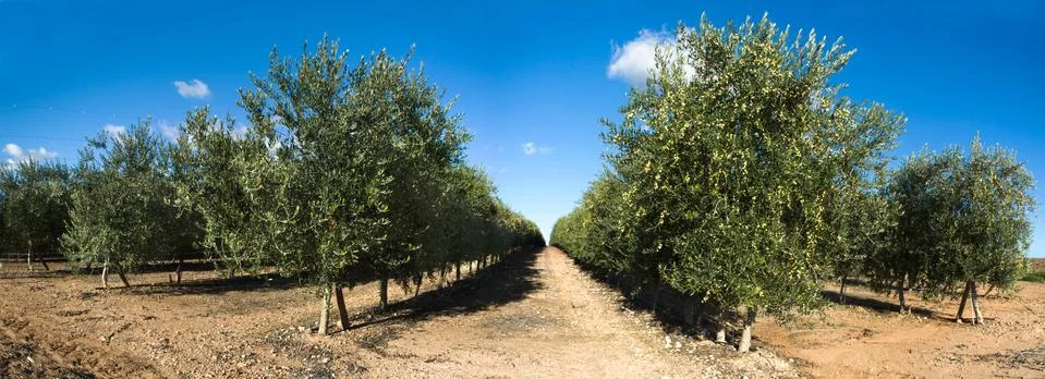 Rows of olive trees, panoramic Stock Photos