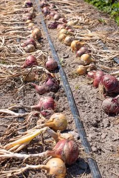 Rows of onion Stock Photos