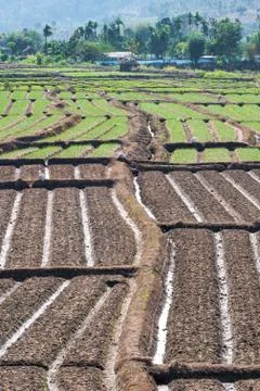 Rows of onions and rows of soil Stock Photos
