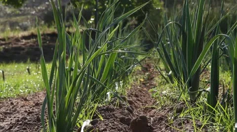 Rows of onions blowing in the wind Stock Footage 21553944