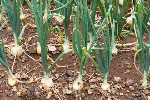 Rows of onions Stock Photos