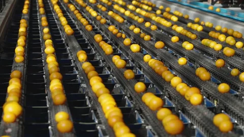 Rows of Orange Fruit Moving Along Grading Belts in Factory Stock Footage 338109656