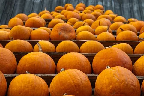 Rows of Orange Pumpkins on Rustic Wooden Shelves Stock Photos