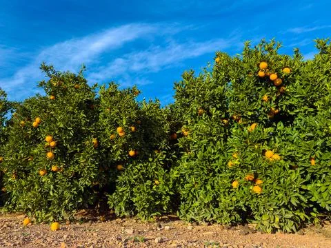 Rows of orange trees are filled with ripe oranges under a clear blue sky. The Foto stock