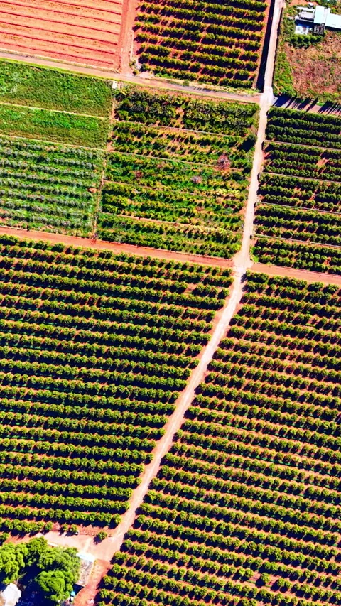 Rows of orange trees in citrus orchards, Valencia, Spain Vertical video. Stock Footage 346842136