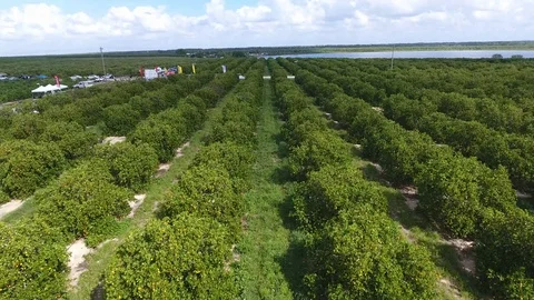 Rows of Orange Trees Video stock 108469558