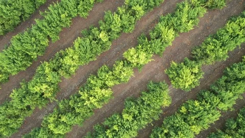 Rows of Orange trees Stock Footage 167403467