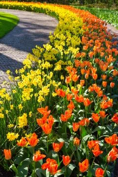 Rows of orange tulips and daffodils along path Stock Photos