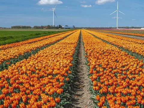 Rows of orange tulips in a field with wind turbines under a blue sky Photos