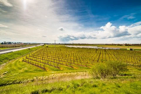 Rows of orchards and solar panels Stock Photos