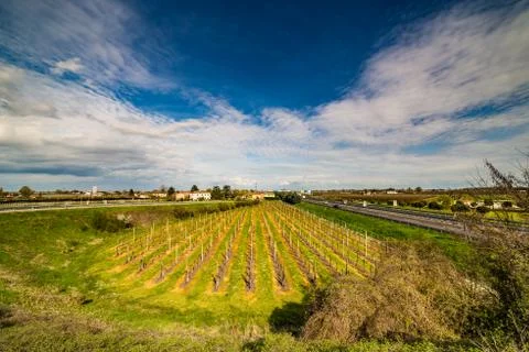 Rows of orchards Stock Photos