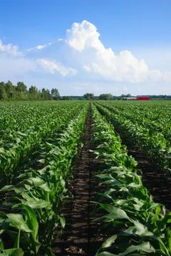Rows of organic corn 스톡 사진