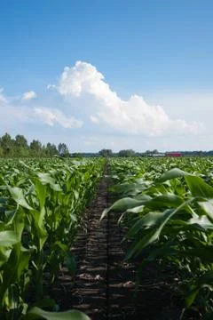 Rows of organic corn 스톡 사진