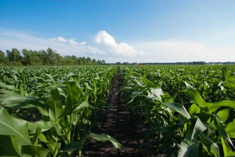 Rows of organic corn 스톡 사진