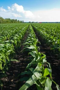 Rows of organic corn 스톡 사진