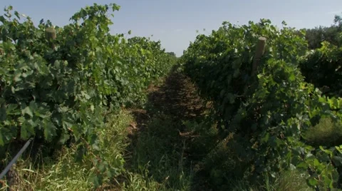 Rows of organic grape vines Stock Footage 12715826