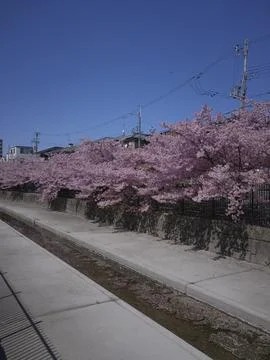 Rows of pale-pink cherry blossoms along a canal path with people, Japan Stock Photos