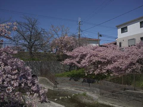 Rows of pale-pink cherry blossoms along a canal path with people, Japan Stock Photos
