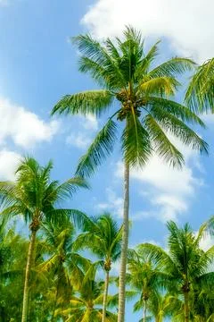 Rows of palm trees on blue cloudy sky Foto stock