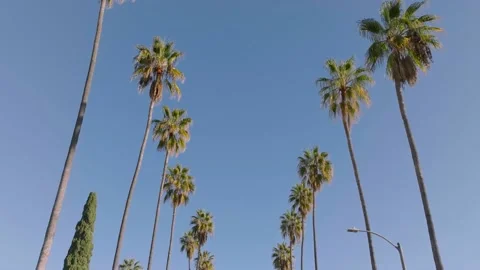Rows a palm trees in Los Angeles California Video stock 223389610