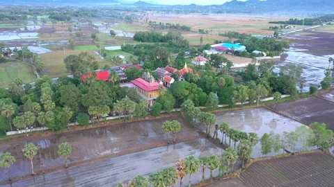 Rows of palm trees planted in rice fields in Tinh Bien, An Giang Stock Footage 218165058