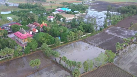 Rows of palm trees planted in rice fields in Tinh Bien, An Giang Stock Footage 218165210