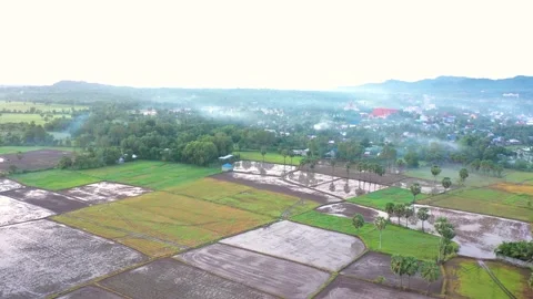 Rows of palm trees planted in rice fields in Tinh Bien, An Giang Stock Footage 218165247
