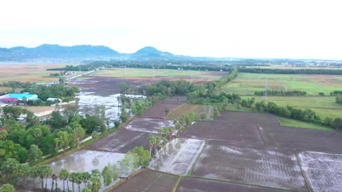 Rows of palm trees planted in rice fields in Tinh Bien, An Giang Stock Footage 218165422