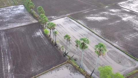 Rows of palm trees planted in rice fields in Tinh Bien, An Giang Stock Footage 218165440