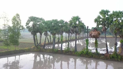 Rows of palm trees planted in rice fields in Tinh Bien, An Giang Stock Footage 218166101