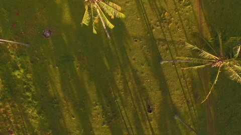 Rows of palm trees at sunrise Stock Footage 98678546