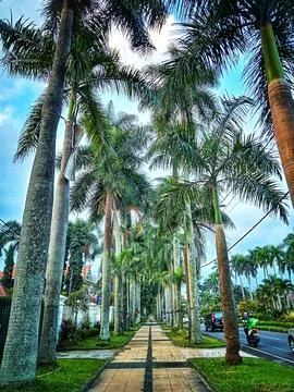 Rows of Palms Stock Photos
