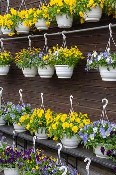 Rows of pansy hanging baskets ready for sale Фото