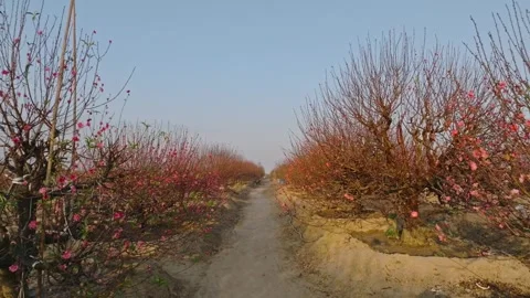 Rows of Peach Blossom Trees in Nhat Tan Flower Garden, Hanoi, Vietnam Stock Footage 344741167