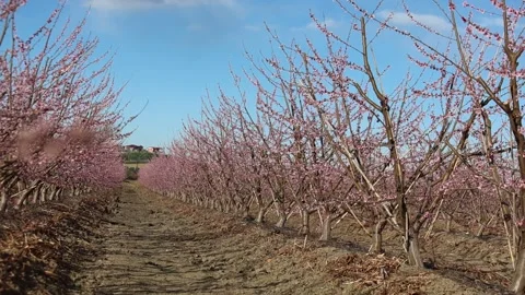 Rows of peach tree with pink flowers in an orchard Stock Footage 309018969