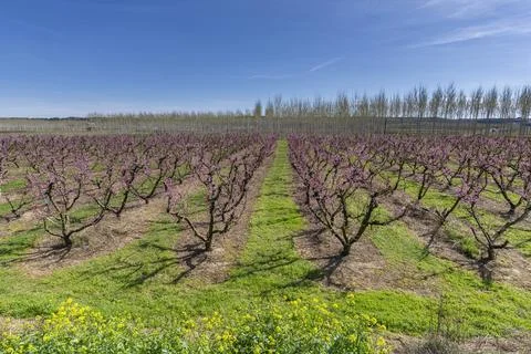 Rows of peach trees in bloom under spring light Stock Photos