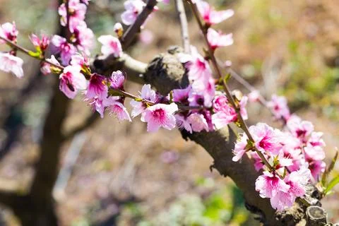 Rows of peach trees blooming in spring Stock Photos