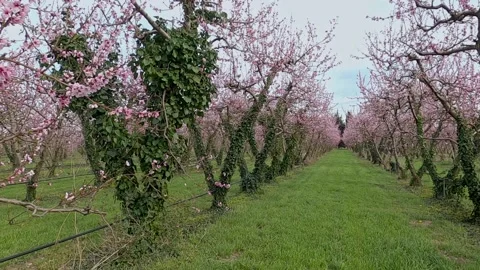Rows of peach trees full of pink flowers in the spring season. Video stock 134613452