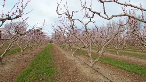 Rows of peach trees full of pink flowers in the spring season. Stock Footage 134616534