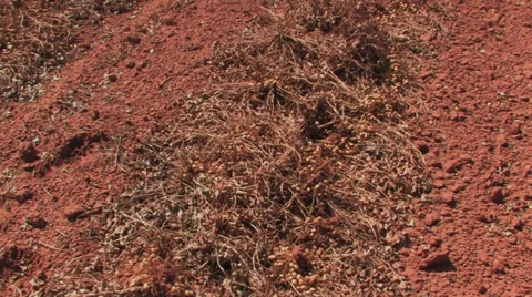 Rows of peanuts - harvesters in B.G Stock Footage 29714228