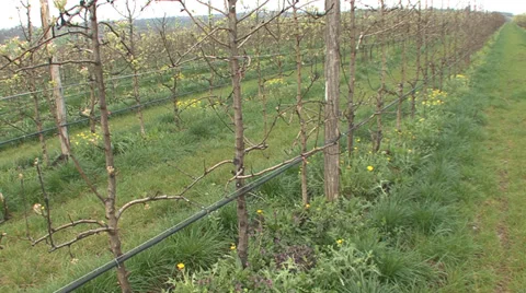 Rows of pear orchards in spring Stock Footage 36992386